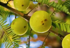 Amla