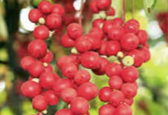 Schisandra